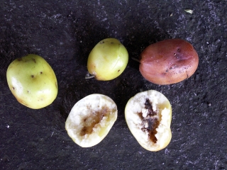 Ziziphus mauritiana Lam. Fruits.