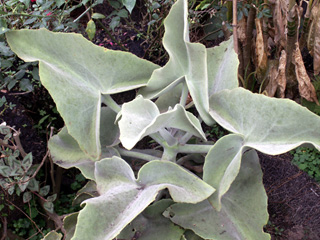 Kalanchoe à feuilles de chenes. kalanchoe beharensis.