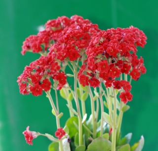 Kalanchoe blossfeldiana Poelln. Fleurs rouges.