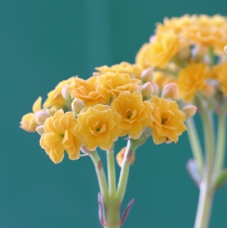 Kalanchoe blossfeldiana Poelln. Fleurs jaunes.