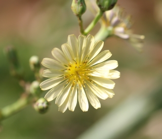 Lactuca indica L. Fleurs.