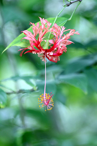 Hibiscus schizopetalus. Lanterne Japonaise.