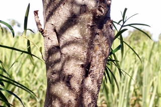 Thevetia peruviana (Pers.) K. Schum.