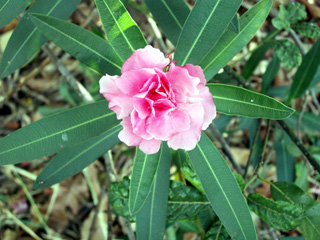 Nerium oleander L. Laurier rose.