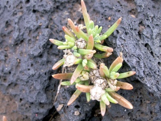 Delosperma napiforme Schwantes. Flore endémique de La Réunion.
