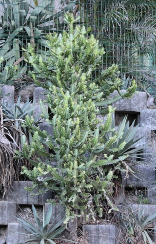 Euphorbia lactea Haw.