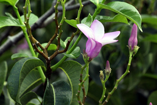 Fleur Cryptostegia grandiflora.
