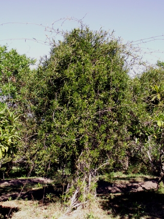 Liane bois d'olive - Secamone volubilis.