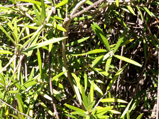 Liane bois d'olive - Secamone volubilis. Endémique La Réunion et Maurice.