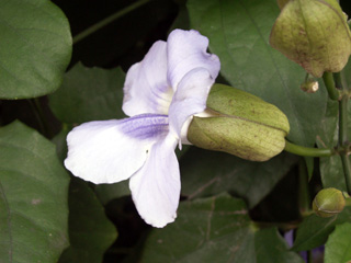 Thunbergia grandiflora.