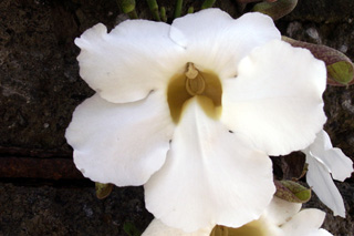 Thunbergia grandiflora Alba, aux fleurs blanches.