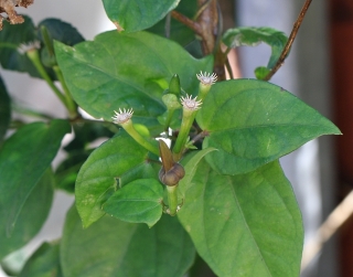 Fruit Thunbergia laevis.