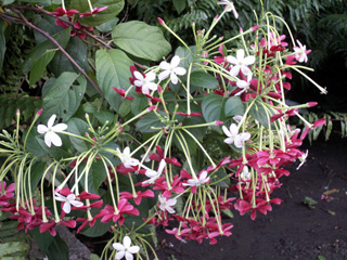 Combretum indicum (L.) DeFilipps. Fleurs.