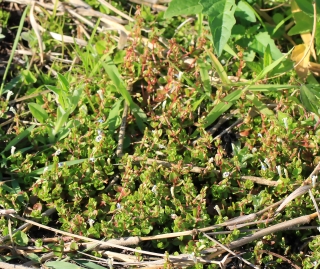 Lindernia rotundifolia (L.) Alston.