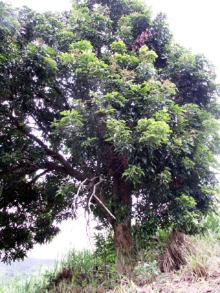 Dimocarpus longan Lour. Longani. longanier.
