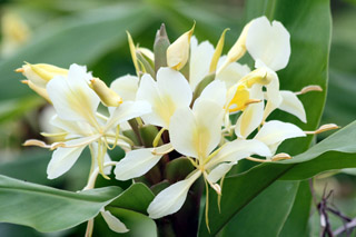 Fleur : Hedychium flavescens.