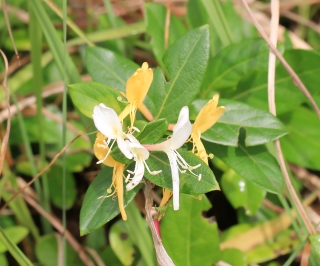 Lonicera japonica Thunb.