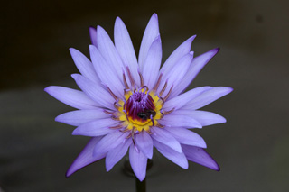 Lotus bleu Nymphaea nouchali