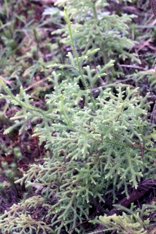 Lycopodiella cernua (L.) Pic.Serm.