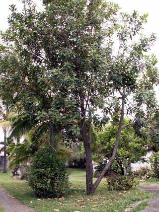Macadamia integrifolia Maiden et Betche.