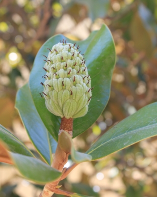 Follicule de Magnolia grandiflora L.