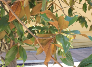 Magnolia grandiflora L.
