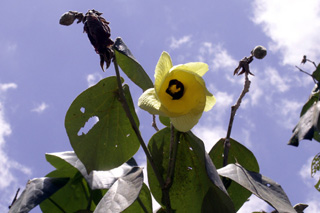 Hibiscus tiliaceus L.