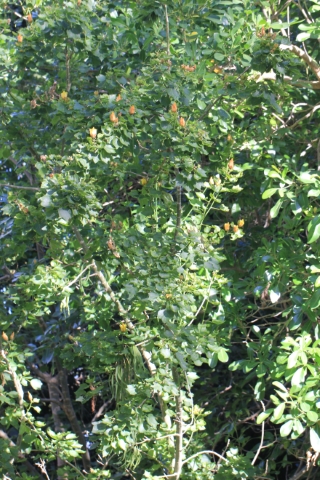 Hibiscus columnaris Cav. Mahot rempart.