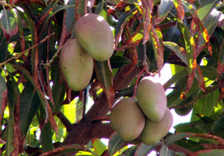 Manguier et ses fruits les mangues. Mangifera indica