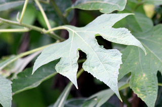Tithonia diversifolia (Hemsl.) A. Gray.