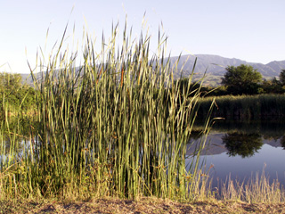 Typha domingensis Pers.