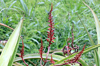 Inflorescence Mazambron marron Aloe macra Haw.