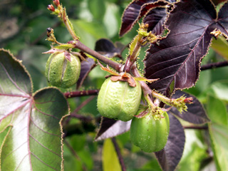 Jatropha gossypiifolia.