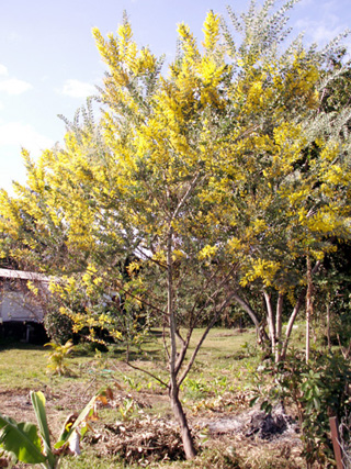 Mimosa ou mimosa d'hiver - Acacia dealbata.
