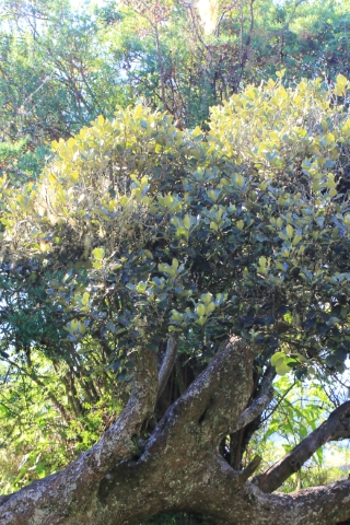 Monimia rotundifolia Thouars.