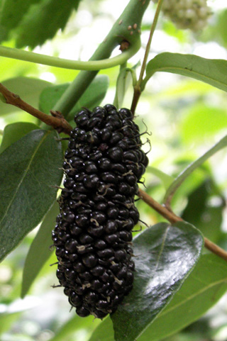 Morus nigra L. Mûrier noir.