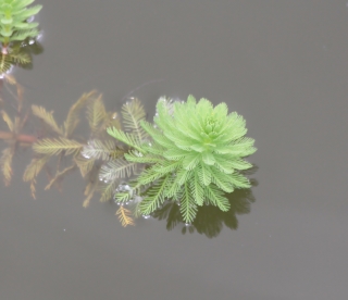 Myriophyllum aquaticum.