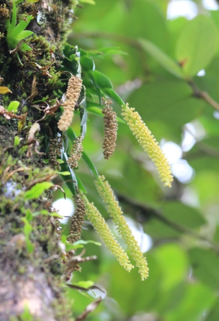 Oberonia disticha (Lam.) Schltr.