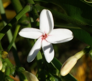 Ochrosia borbonica J.F. Gmel. Fleurs.
