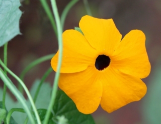 Fleur : Thunbergia alata. Oeil de Suzanne. Suzanne aux yeux noirs.