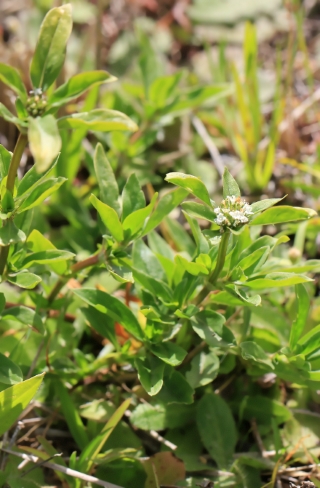 Oldenlandia goreensis (DC.) Summerh.