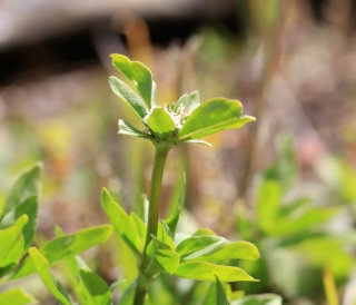 Oldenlandia goreensis (DC.) Summerh.