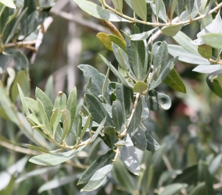 Olea europaea, Olivier, Bois d'olive noir.