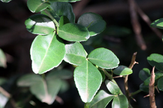Triphasia trifoliata. Orangine.