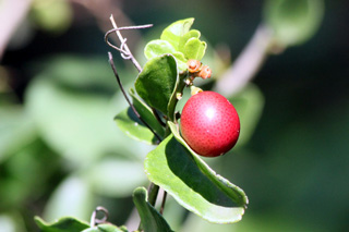 Fruit : Triphasia trifoliata. Orangine.