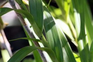 Feuilles et tiges : Arundina graminifolia. Orchidée Bambou.