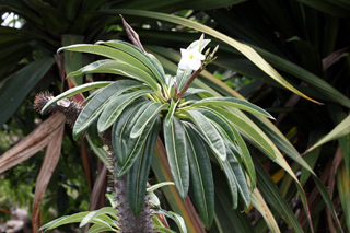 Pachypodium lamerei Drake. Feuilles et fleur.
