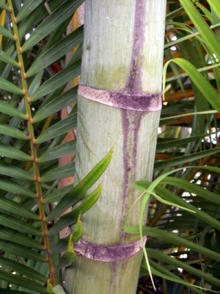 Palmier d'Arec. Dypsis lutescens.