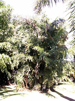 Palmier céleri multiple ou palmier queue de poisson Caryota mitis Lour.