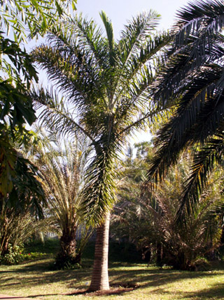 Palmier plume ou Palmier de Madagascar Dypsis madagascariensis.